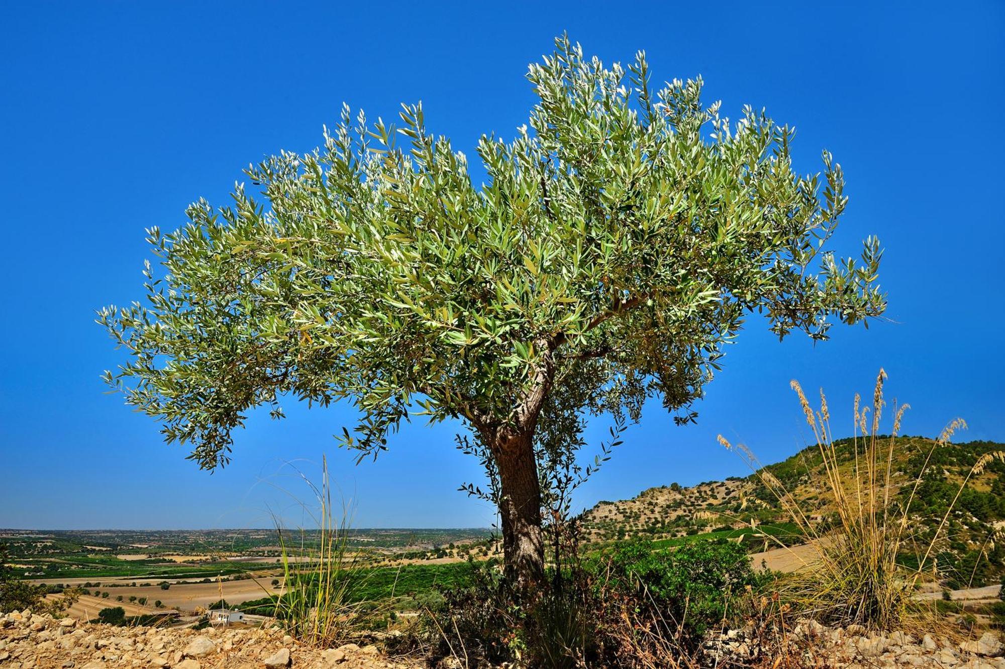 Kallikoros Country Resort & Spa Noto Luaran gambar